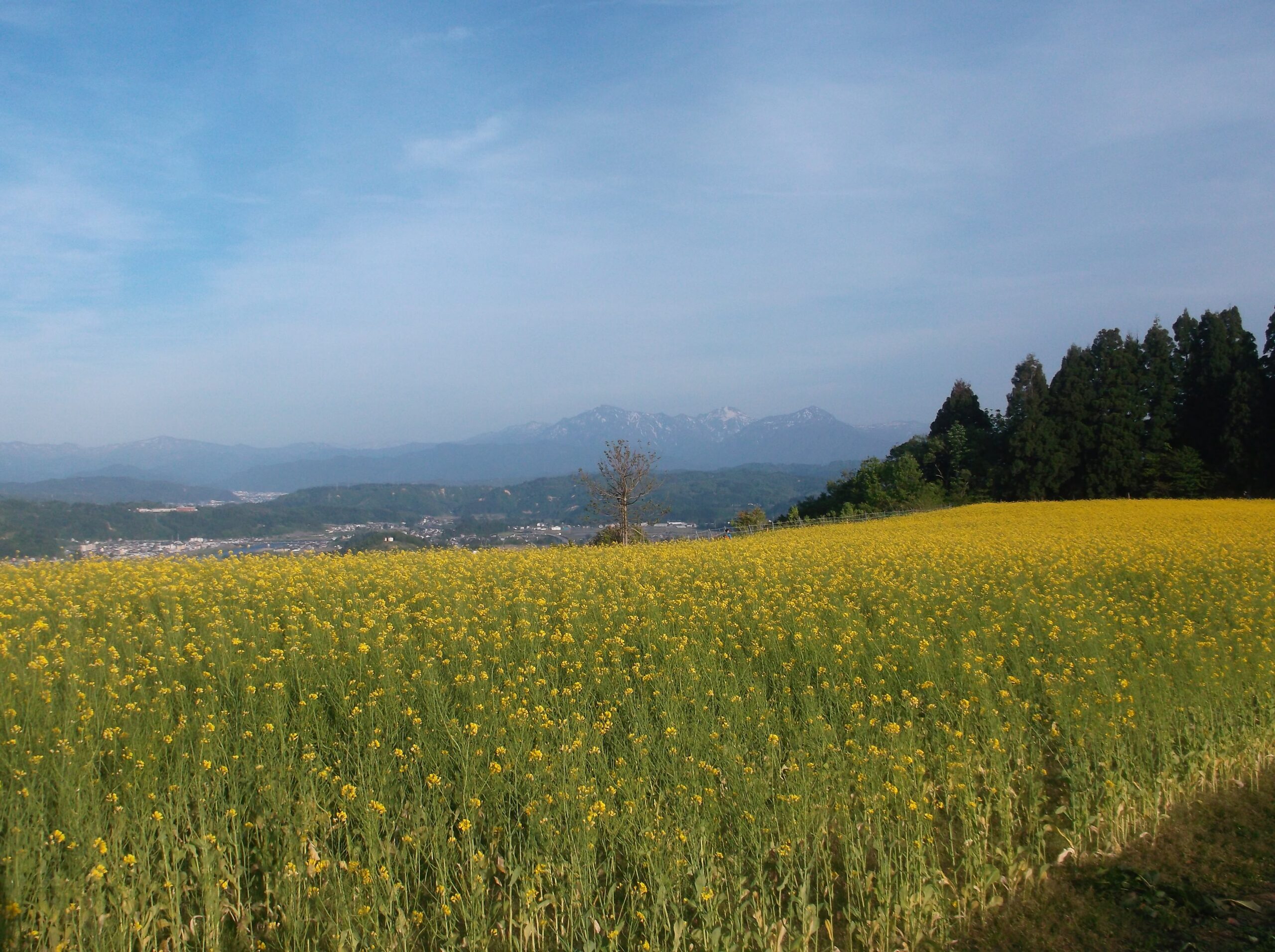 ブログ・小千谷の花とその周辺